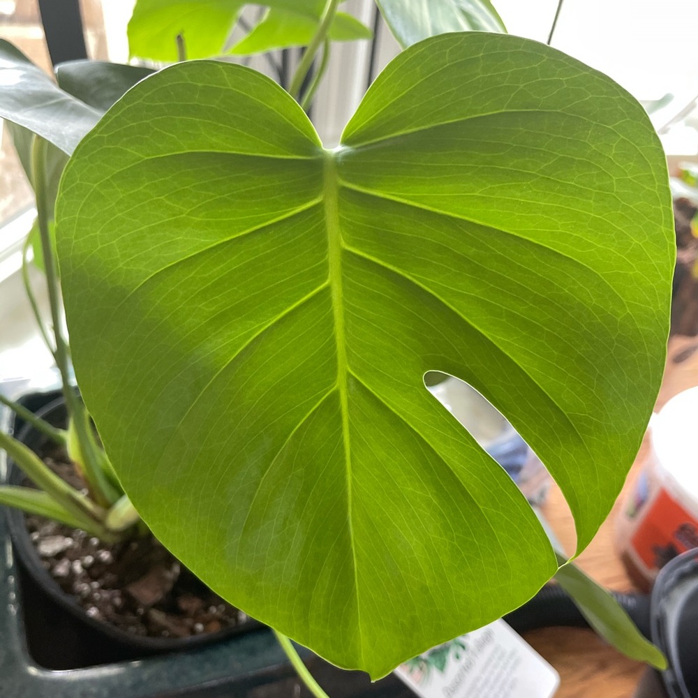 WELCOME! Thank You For Checking Out My Closet! - Picture 3 of 15